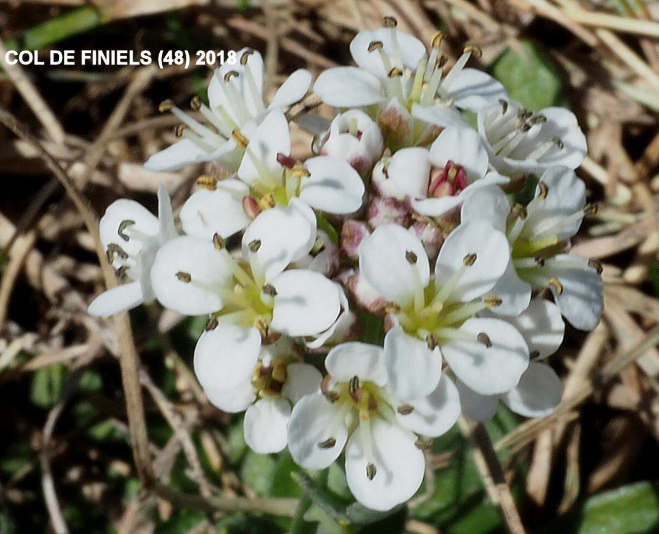 Pennycress, Alpine flower